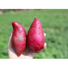 Fresh Sweet Potato Supplier From China